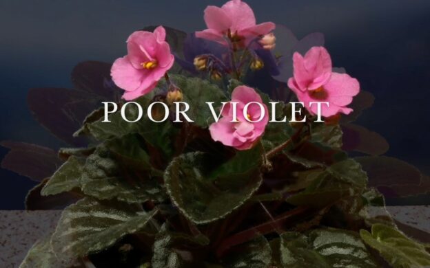 Group logo of Poor Violet